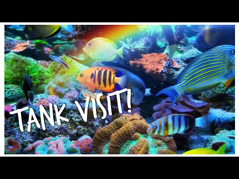 Adrian’s 500 Gallon Mixed Reef - Epic Aussie Tank Visit