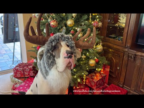 7 Month Old Great Dane Puppy Patiently Poses In His Reindeer Snood