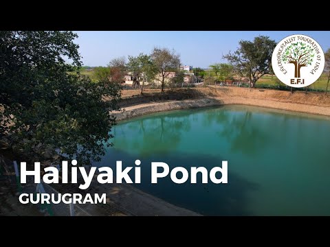 EFI's Haliyaki Pond | Gurugram