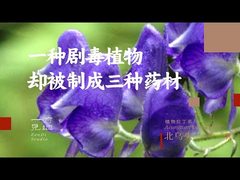 一种剧毒植物却被制成三种药材，乌头