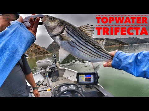 Early Fall Topwater & Another Trifecta!-Castaic Lake