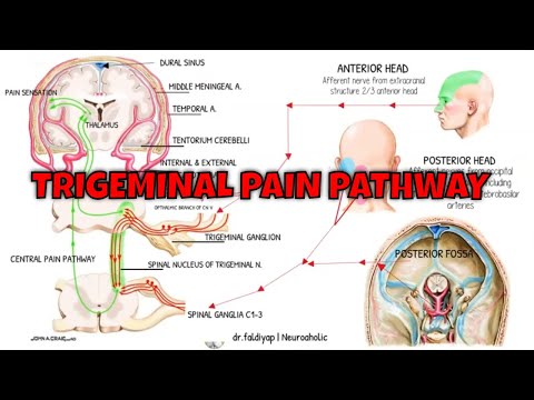 Trigeminal Pain Pathway | Trigeminothalamic Pathway | Trigeminal Nerve | Headache Mechanism