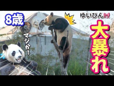 【パンダアイドル楓浜◦結浜】普段は爆睡の結ちゃんが大暴走⁉️木の上で何かが起きた🐼