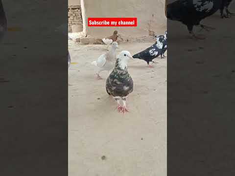 #beautiful #kabootar #sadstatus #lovestatus #pigeonstatus #whatsappstatus #love #funny #hen #how