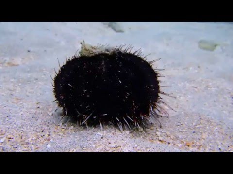 【ハワイでダイビング！】シラヒゲウニの行進！Scuba Diving in Honolulu, Oahu