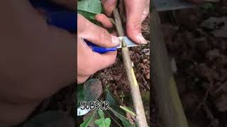 hibiscus Grafting for multiple colour flower#gardening #grafting