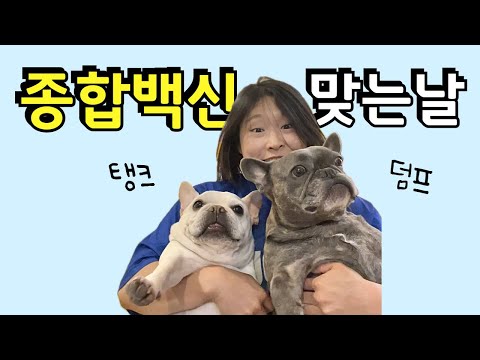 프렌치불독 종합백신 주사맞기