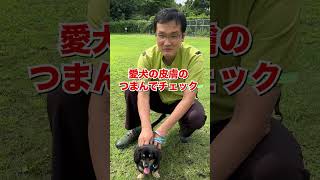 犬の脱水症状の見分け方を教えてください