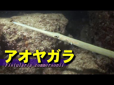 【 アオヤガラ 】本当に鳴る海のコルネット　Fistularia commersonii