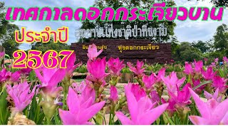 เทศกาลดอกกระเจียวบาน ประจำปี2567 อุทยานแห่งชาติป่าหินงาม จ.ชัยภูมิ #ผาสุดแผ่นดิน #ทุ่งดอกกระเจียว