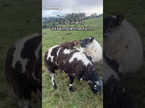 Funny Dachshund Puppy Rides Sheep!