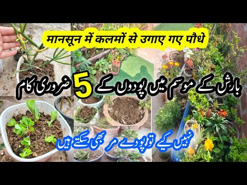 Monsoon Garden work &Tips/Grow Plants Cuttings in rainy season/Plants  cuttings to grow in july