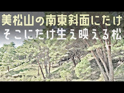 スーパーカブで行く平松のうつくし松は東海道の名所