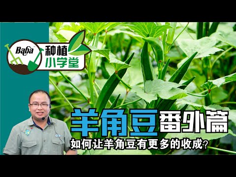 【Baba种植小学堂】秋葵又称羊角豆，怎样种羊角豆才能有更多的收成？掌握这2个种植技巧让你有吃不完的羊角豆 | 羊角豆种植方法