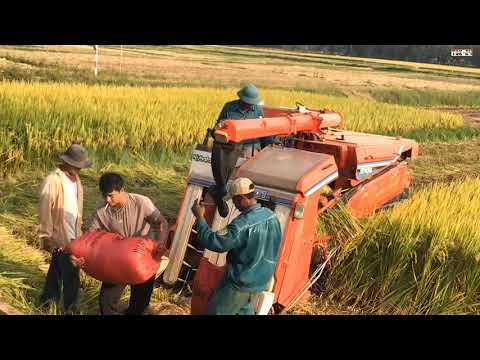 Wow! Farmers harvest rice in the dry season