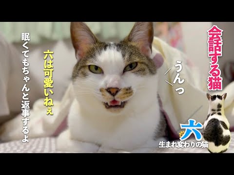 【会話する猫】愛猫の六は言葉を理解している。猫と私の親子のような会話。眠くてもちゃんと返事をしてくれる愛猫が愛おしい | [生まれ変わりの猫] 六