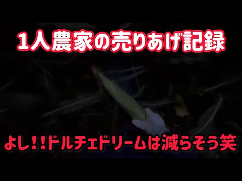 とうもろこしの繁忙期の日当を聞くとサラリーマンの友人は驚いて農家やろうかなとか言い出しがち笑笑