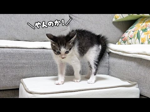 保護した子猫のやんのかステップが止まらない！オラオラが始まった10日目11日目の記録｜保護猫｜子猫保護｜犬と猫