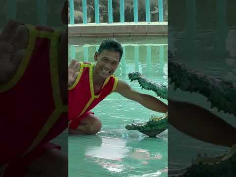 Crocodile show #crocodile  #show