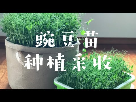 豌豆苗的种植与采收，这样做可以快速吃到第二茬