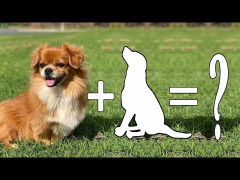 7 Tibetan Spaniel Mix Breeds The Popular and Adorable cross Dogs / Tibetan Spaniel Mix