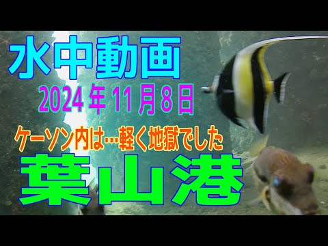 水中動画（2024年11月8日）in　葉山港※ケーソン