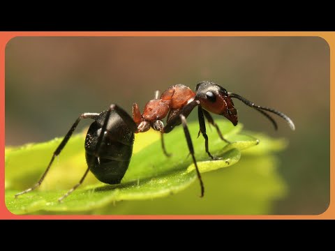 Evolution of Insect Armor: Exploring Exoskeletons (4K Documentary)