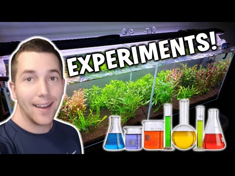 NEW Aquarium EXPERIMENT And MASSIVE Aquarium Plant Unboxing!