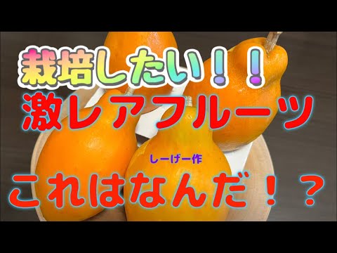 【なにこれ】この夏食べてみて！！パッシフローラ.アラタを食レポしてみた！！(糸満市しーげー産)