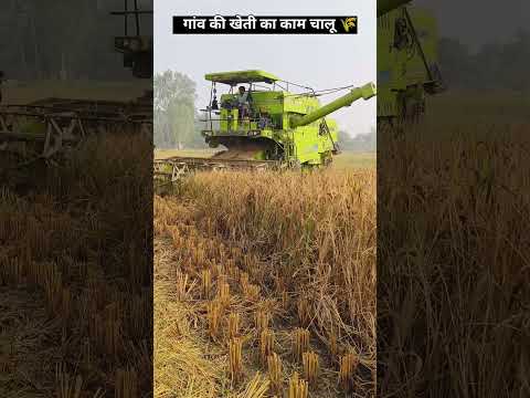 धान की कटाई#धान का कमाल #उत्पादन #agriculture #trending #धान #tej किसान #कंबाइन की कटाई#वायरल वीडियो