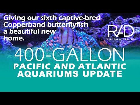 PACIFIC & ATLANTIC 400-GALLON AQUARIUMS 1ST 2022 VISIT WITH A CAPTIVE-BRED COPPERBAND BUTTERFLYFISH