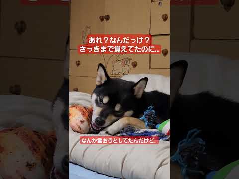 【うちの子記念日☆】保護に携わってくださった皆様に感謝を込めて♪#保護犬 #保護犬を家族に #多頭飼育崩壊