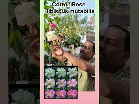 Cotton Rose/ Hibiscus mutabilis  hibiscus | confederate rose | ,confederate rose plant #farming