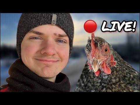 🔴🤠 Saturday Morning LIVE feeding Chickens! 🐔🐔🐔