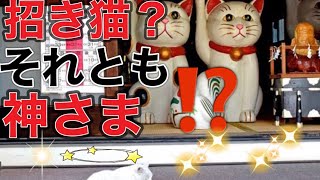 【生きてる招き猫が出現】奇跡の猫神様　今戸神社で縁結び祈祷しました