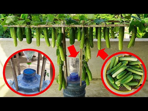 Grow CRAZY Cucumbers in Plastic Bottles! Easy and Delicious