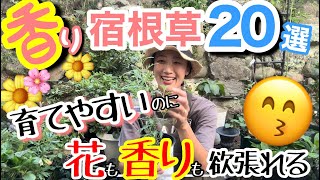 【宿根草】花やカラーリーフだけじゃない‼️香りも楽しめる宿根草20選✌️/ 季節別にご紹介 / ほぼ放ったらかしでもOKなもの多め😙/新品種や低木もありま /開花が始まったばかりの〇〇【ガーデニング】