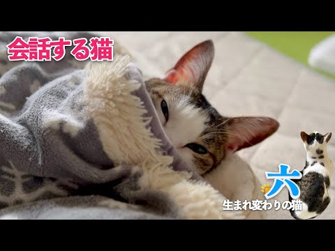 【会話する猫】きっと言葉を理解している愛猫の六との会話 | 眠い猫 | [生まれ変わりの猫] 六