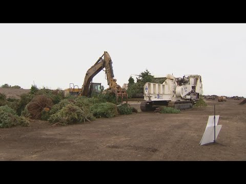 Need to recycle your Christmas Tree? Here's where you can go.