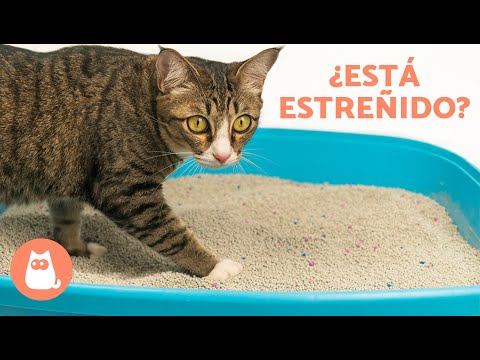 ¿Por qué MI GATO NO hace CACA? 🐱💩 | 5 Causas del Estreñimiento en Gatos