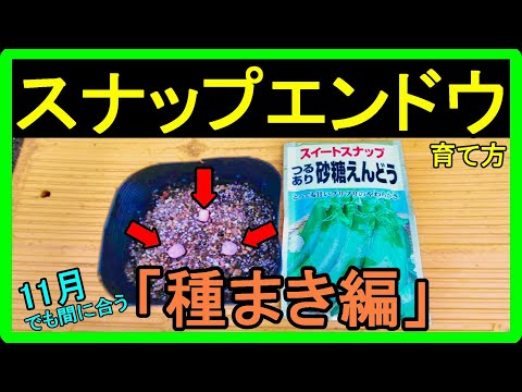 【スナップエンドウの育て方】初心者でも大丈夫！種まきのやり方を簡単に分かりやすく解説しました【11月まで種まき出来ます】