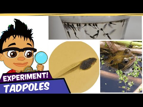 Looking After Tadpoles: Tips to do | Easy Science Experiments at Home🔍DIY Science for Kids