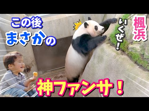 【パンダアイドル🐼楓浜】神ファンサ！でんぐり返しで大爆笑