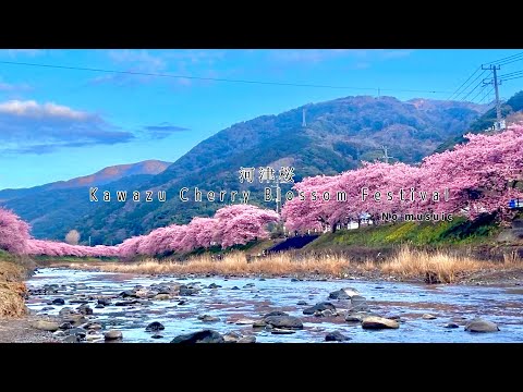 『No music』Kawazu Cherry Blossom Festival #japan #flower #河津桜