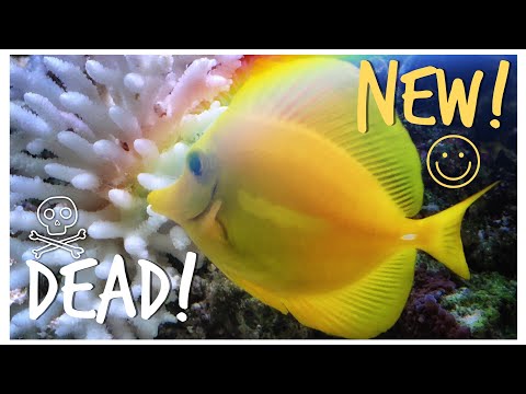 #Reefzilla - First 8 Months - Epic 180 gallon Custom Reef Tank Update