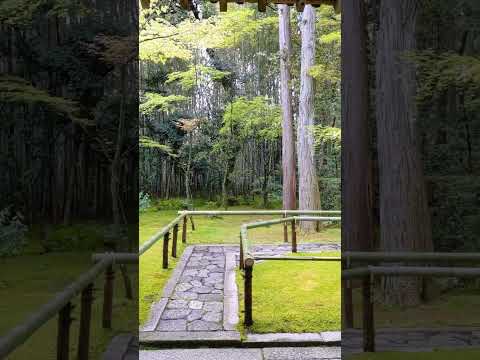 Real of Nature 💚 Kyoto 🇯🇵 #japanlife #japantravel #japanphoto #kyototrip #kyototemple #short