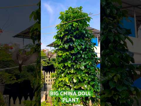 China doll |Big china doll plants | big indoor plants | best indoor plants | china doll tree