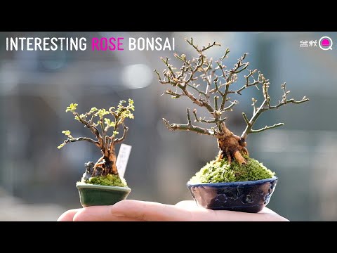 Make a bean bonsai of roses. Repotting [Bonsai Q]