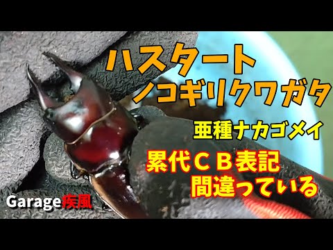 ハスタートノコギリクワガタ　亜種ナカゴメイ　羽化　残念なことに羽パカだった・・・　#クワガタ