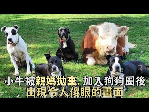 小牛被親媽拋棄,加入狗狗圈後卻出現令人傻眼的畫面...根本就是隻大狗狗!｜#寵物｜#動物救援｜#感動｜#暖心｜#動物 ｜#救援｜